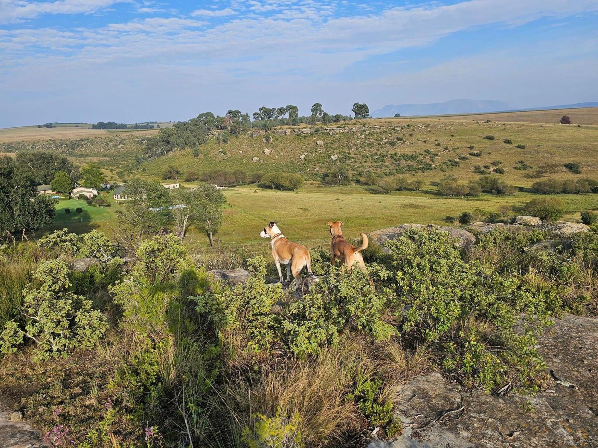 Oban Farm Stay Van Reenen Exterior foto