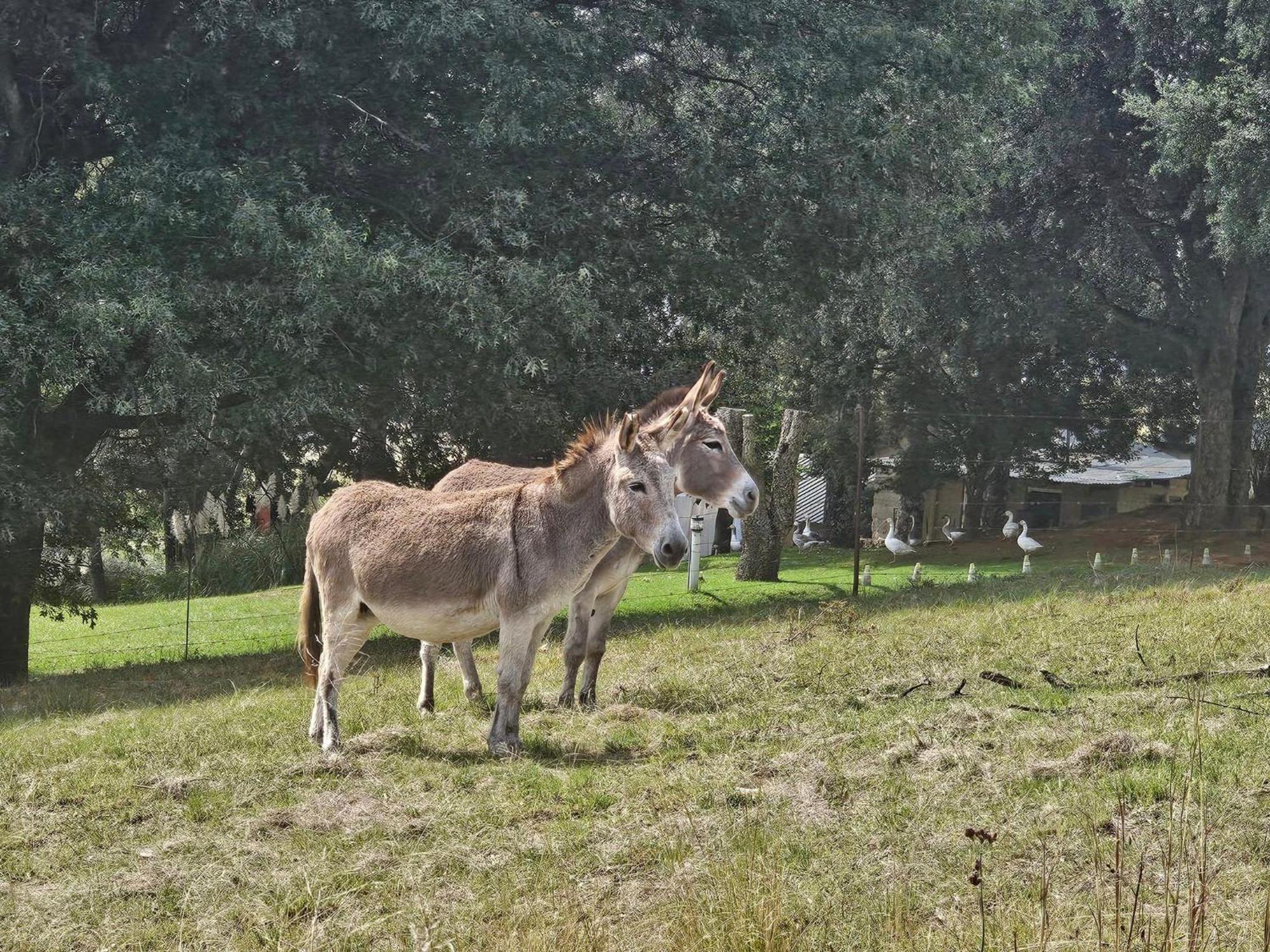 Oban Farm Stay Van Reenen Exterior foto